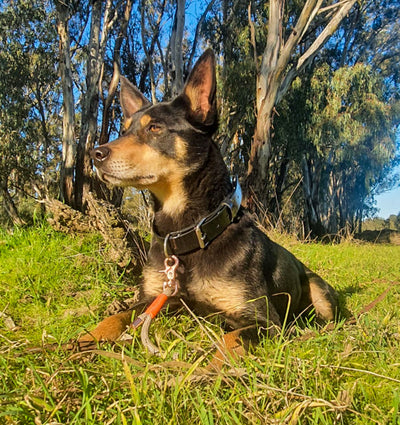 The Long Paddock Lead